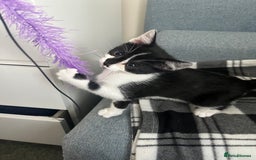 British Longhair cats for sale: Bengal x british long hair mix kittens - Image 5