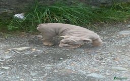 English Bulldog dogs for sale: Male English bulldog for sale  - Advert 3