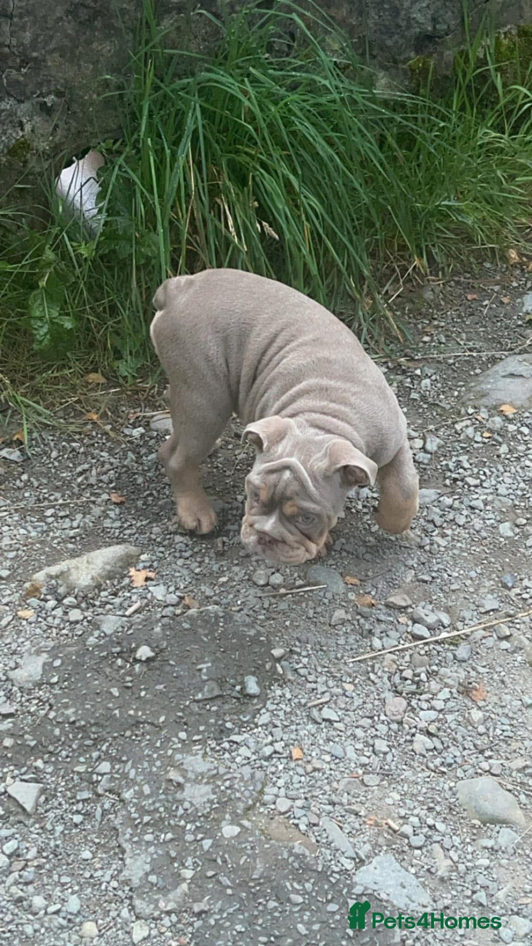 English Bulldog dogs for sale: Male English bulldog for sale  - Advert 3