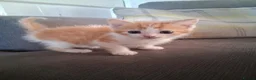 Mixed Breed cats for sale: 2 beautiful ginger and white kittens - Advert 16