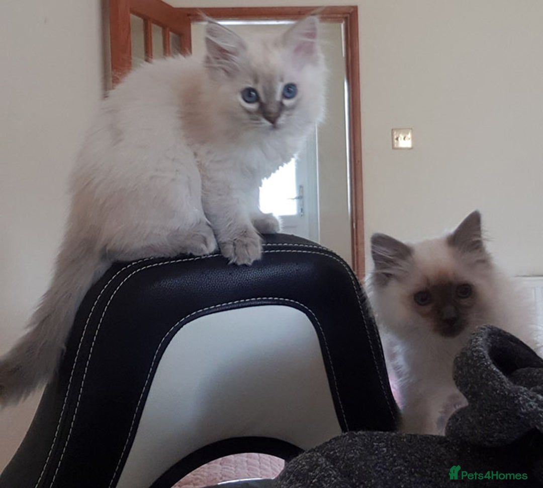 Ragdoll cats for sale: Stunning Adult Ragdoll and Kittens available!  - Image 22