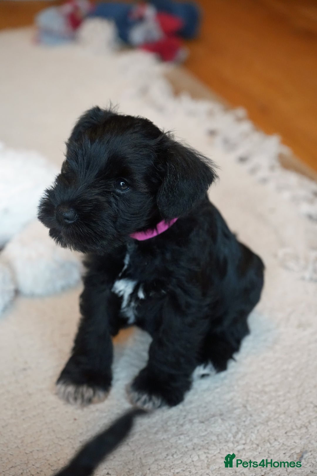 Miniature Schnauzer dogs for sale: KC registered Miniature Schnauzers lovingly reared - Image 11