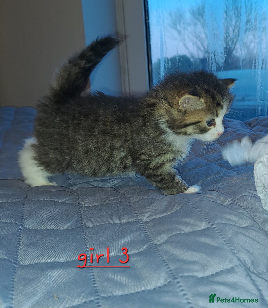 Domestic Shorthair cats for sale: 5 gorgeous kittens for sale  - Advert 19