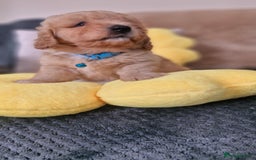 Mixed Breed dogs for sale: Maltipoo puppies  - Image 1