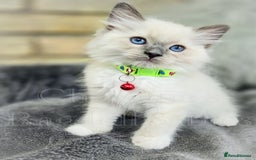 Ragdoll cats for sale: 🩵 Pure Ragdoll Kittens Ready Now 🩷 - Image 8