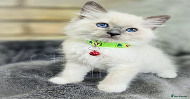 Ragdoll cats - Advert 14