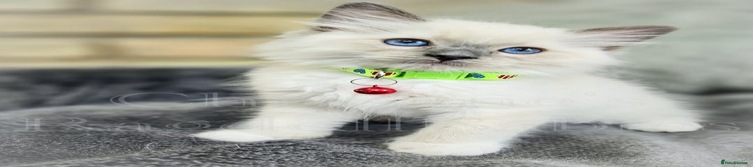 MR. GREEN