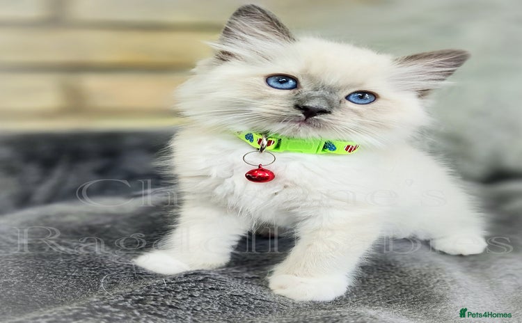 Ragdoll cats - Advert 14