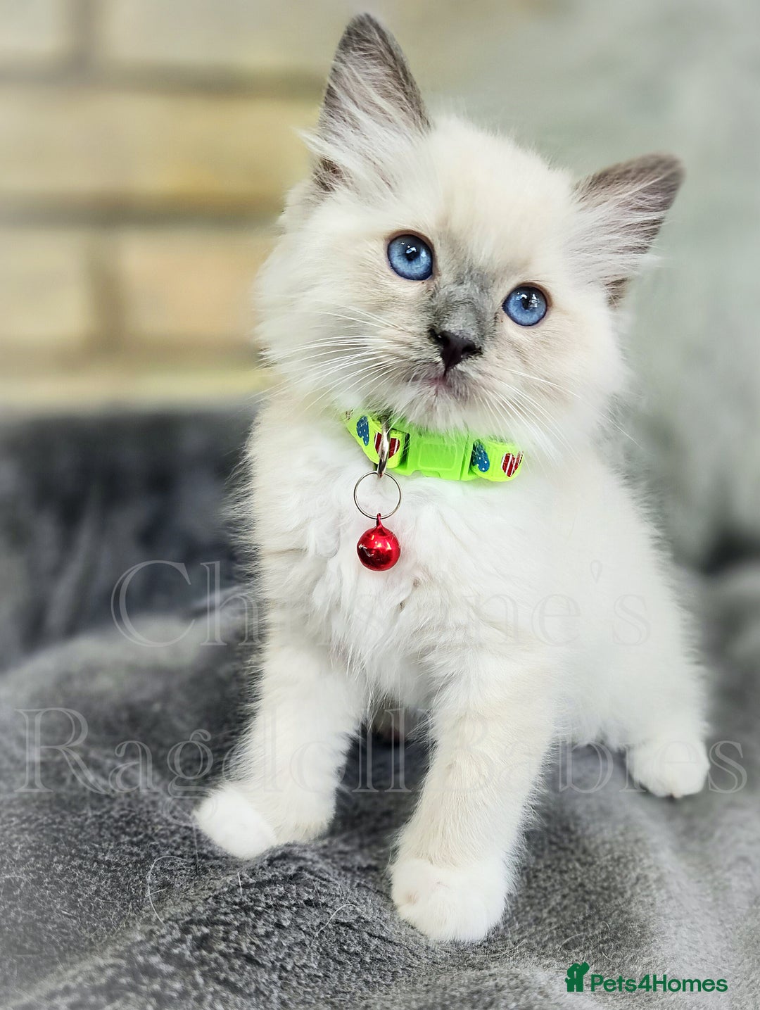 Ragdoll cats for sale: 🩵 Pure Ragdoll Kittens Ready Now 🩷 - Image 8