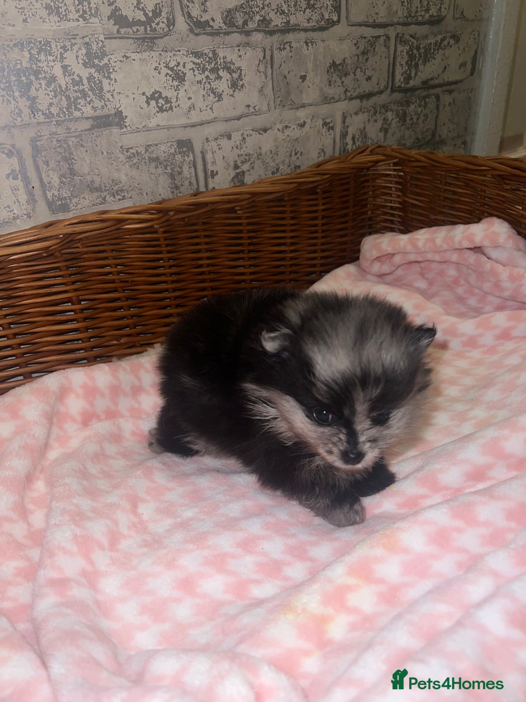 Pomeranian dogs for sale: ✨🖤Merle toy Russian Pomeranian 🖤✨ - Advert 12