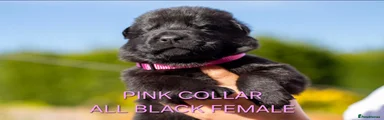Pink collar all black female puppy