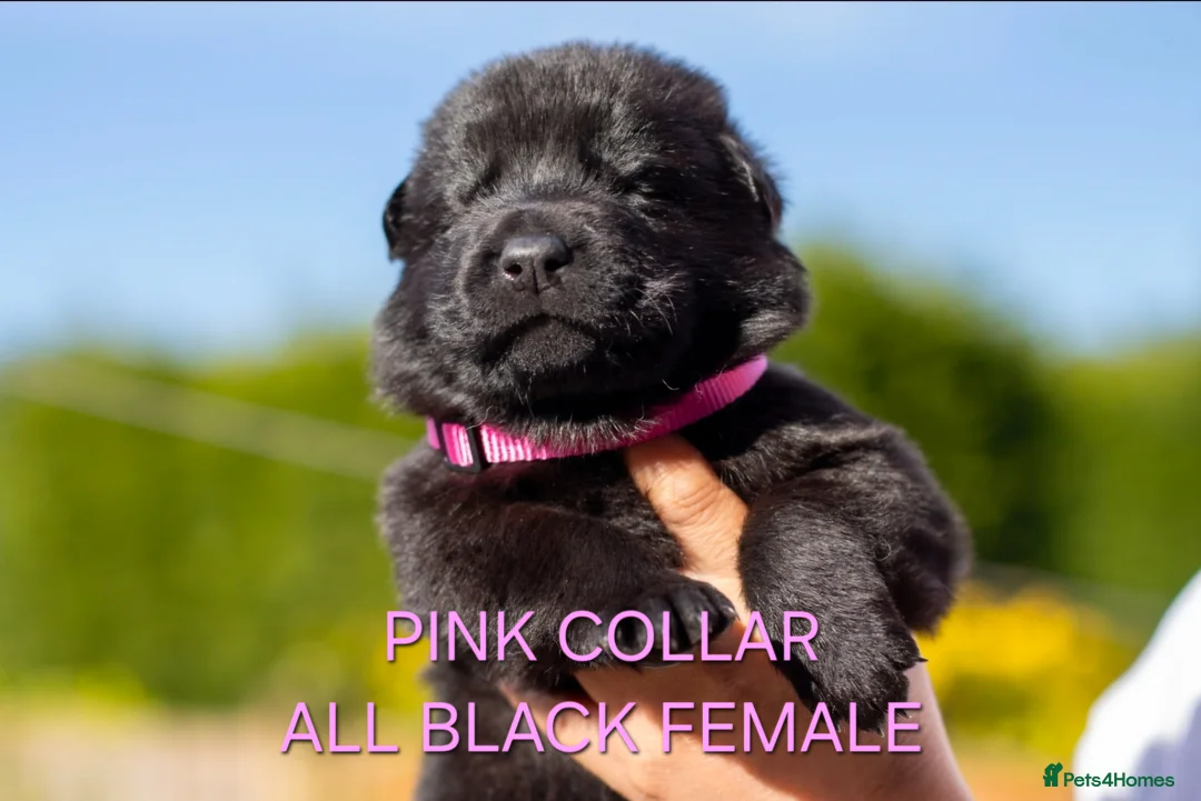German Shepherd dogs for sale: Last 1 ** Elite Working GSDs – KC, Health Tested * - Advert 39