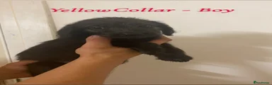 Labradoodle 3