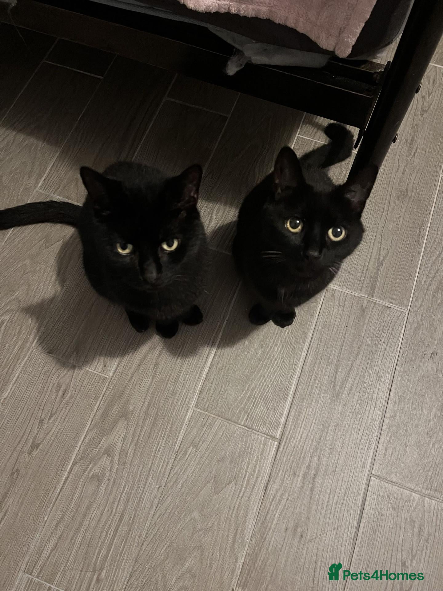 British Shorthair cats for sale: Rehoming 2 Cats - Advert 3