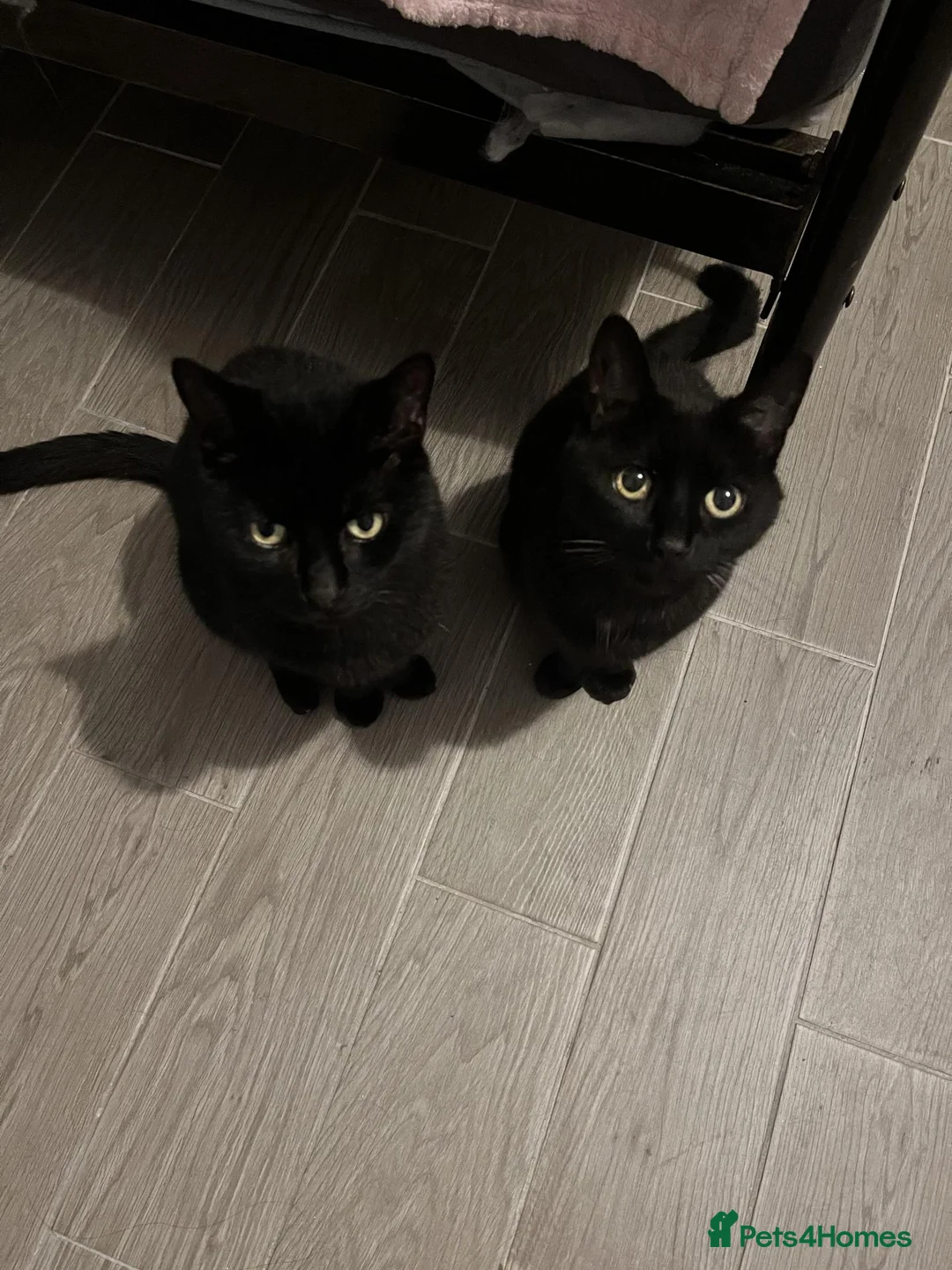 British Shorthair cats for sale: Rehoming 2 Cats in Bristol - Advert 1