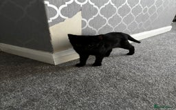 British Shorthair cats for sale: Kittens urgently need a new home - Image 7