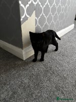 British Shorthair cats Kittens urgently need a new home - Advert 6
