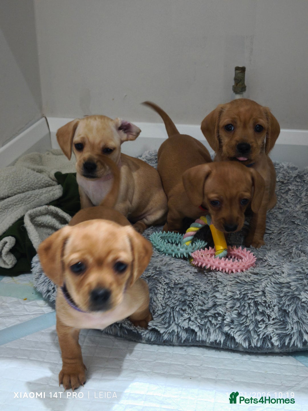 Mixed Breed dogs for sale: Red Miniature Dachshunds x WestiePoo - Advert 6