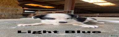 Border Collie 1