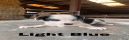 Border Collie dogs for sale: Border Collie pup's for sale  - Advert 10