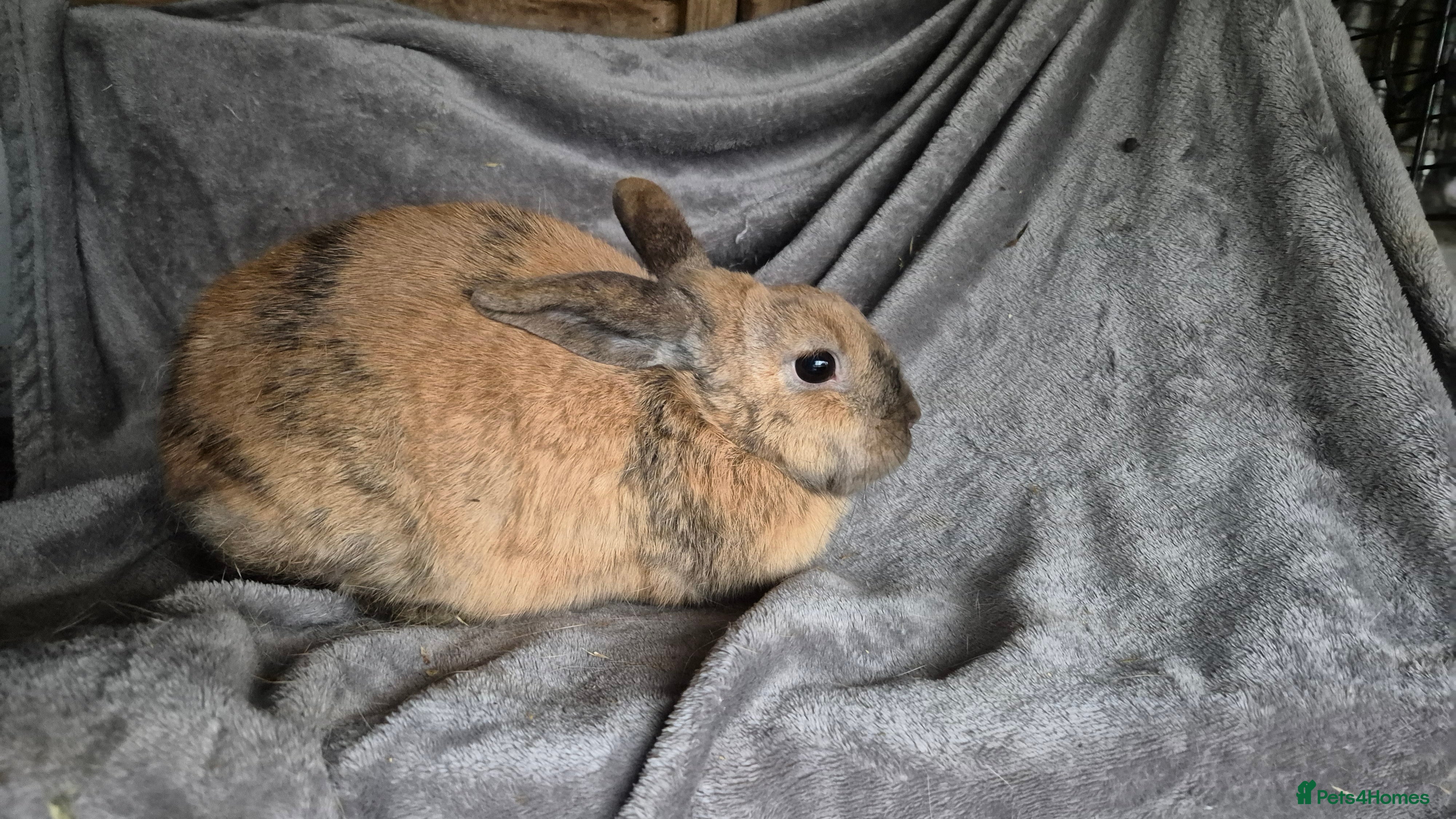 Mini Lop rabbits Mini Lop - Advert 1