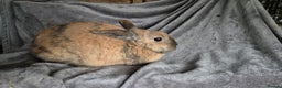 Mini Lop rabbits for sale: Mini Lop - Advert 1