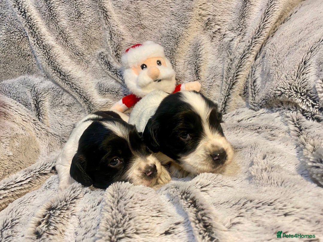 English Springer Spaniel dogs for sale: English springer spaniel pups  - Advert 3