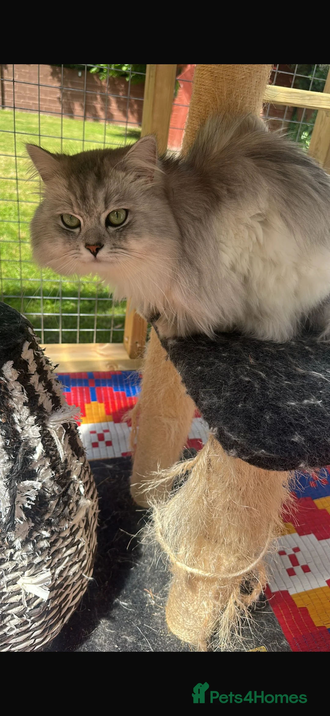 Persian cats for stud: Handsome grey tipped cat FOR STUD ONLY in Birmingham - Advert 10