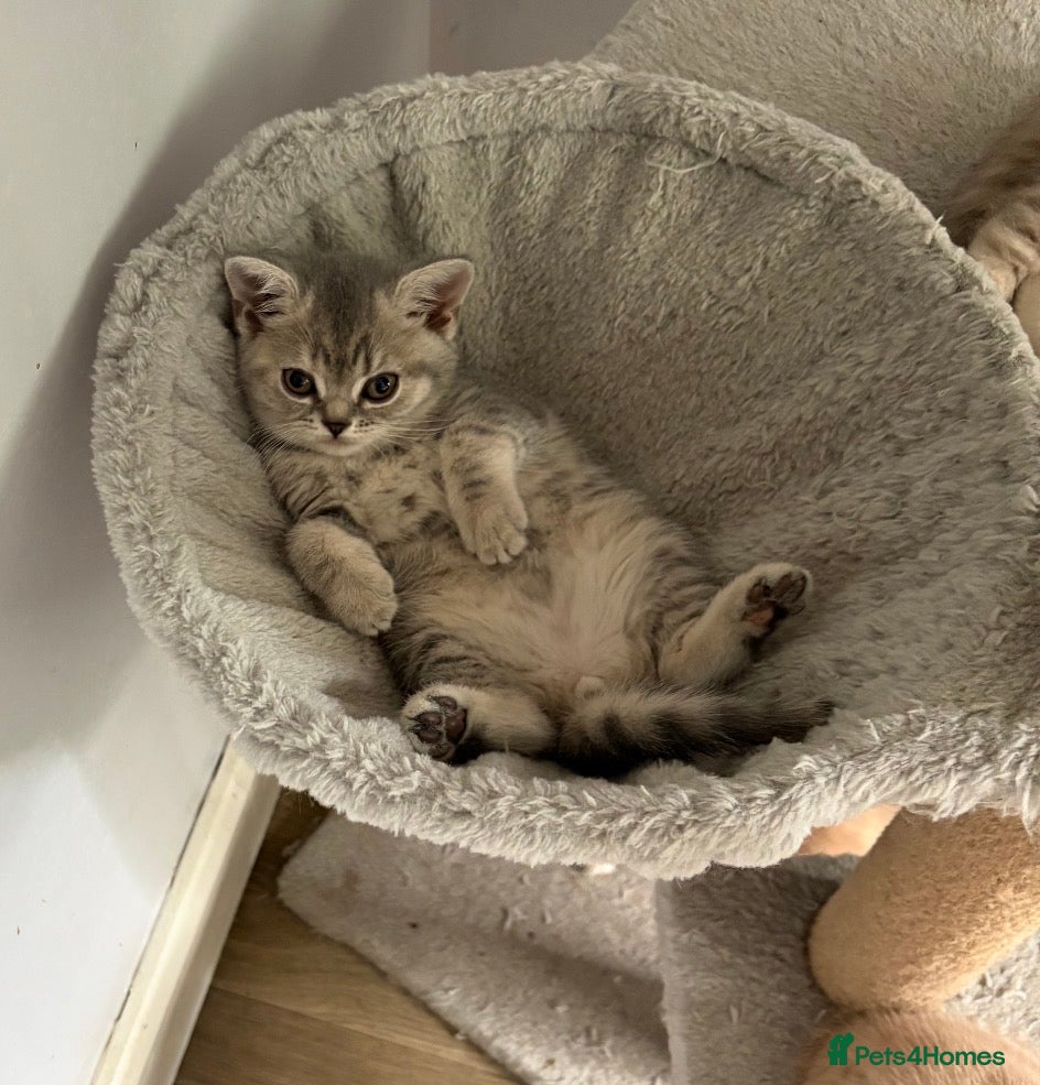 British Shorthair cats last GCCF British shorthair kitten to reserve - Advert 1