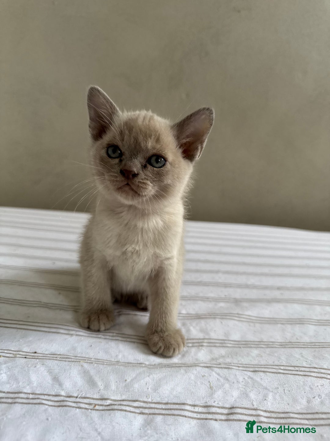 Burmese cats for sale: Stunning Asian Kittens. - Advert 2