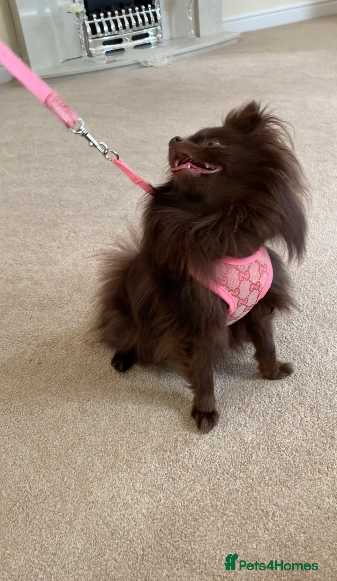 Pomeranian dogs for sale: Teddy bear face female pomeranian - Advert 2