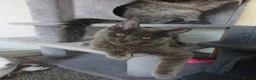 Maine Coon cats for sale: Maine coon kittens(pure breed) - Advert 24