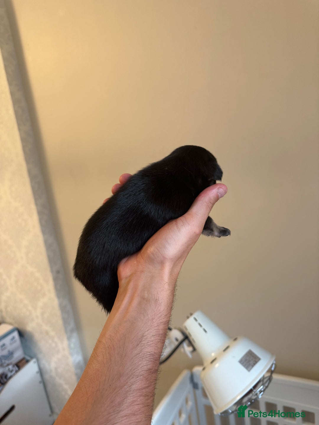 French Bulldog dogs for sale: French bulldog puppies🩷🩵 - Image 6