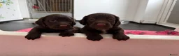 Sprocker dogs for sale: Sprocker spaniel puppies health tested parentage in Lytham Saint Annes - Advert 16