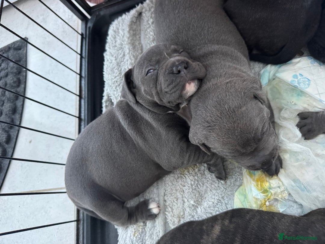 Staffordshire Bull Terrier dogs for sale: 4 Staffordshire bull terrier puppies  - Advert 9