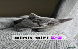 British Shorthair cats for sale: Beautiful Pedigree British short hair kittens🐈 in Buckhurst Hill - Image 4