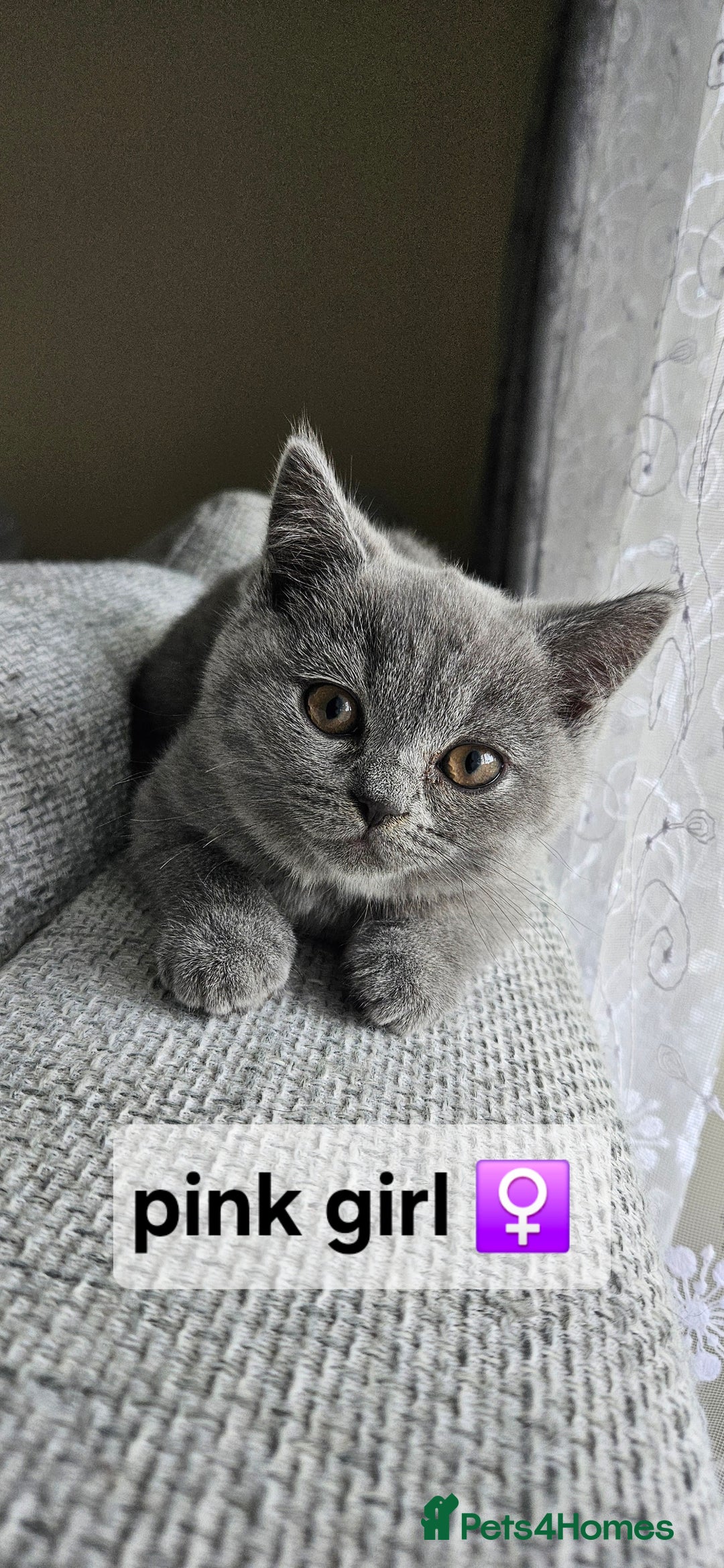 British Shorthair cats for sale: Beautiful Pedigree British short hair kittens🐈 in Buckhurst Hill - Image 4