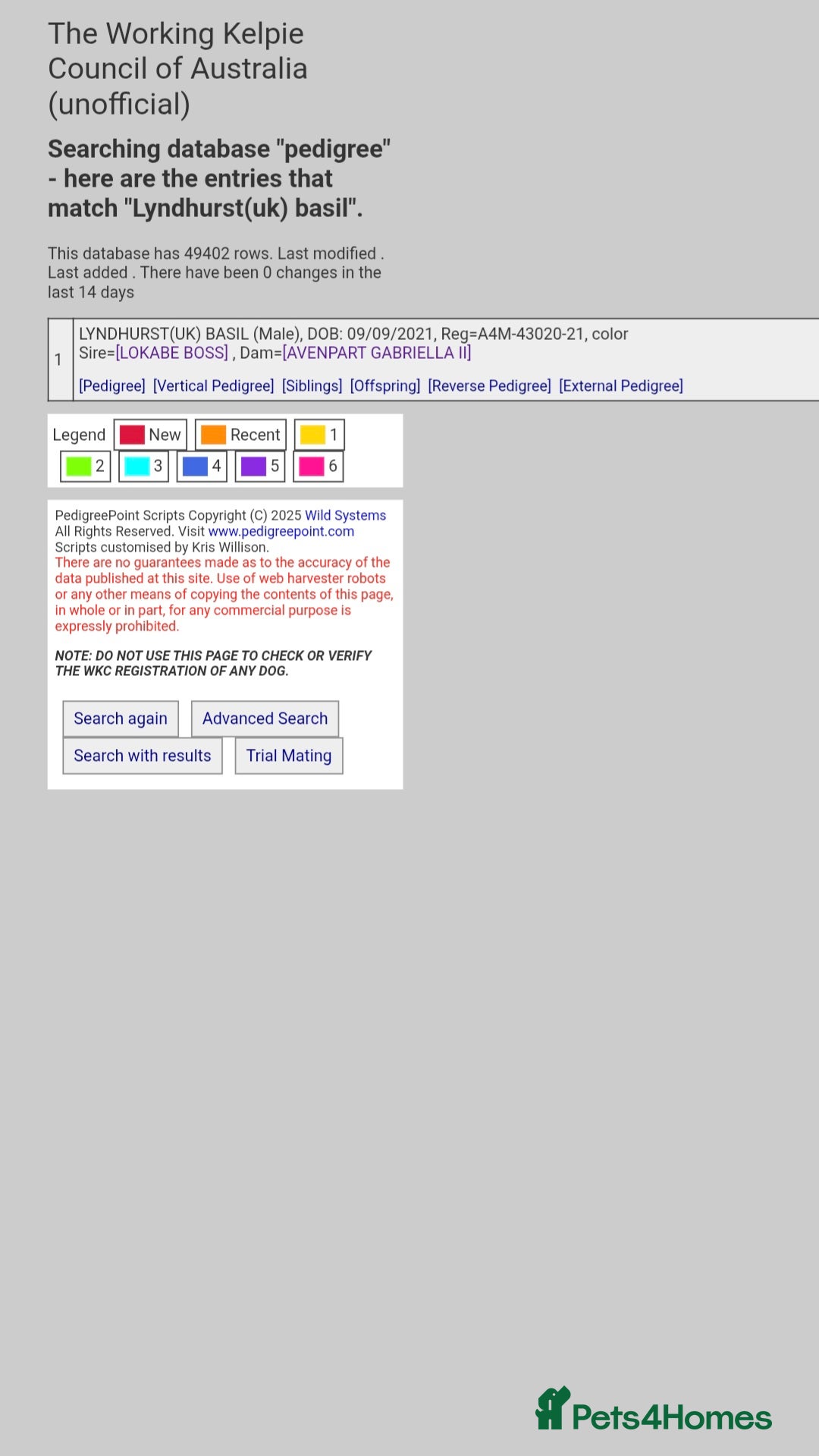 Australian Kelpie dogs for sale: Australian Kelpie puppies for sale - Advert 4