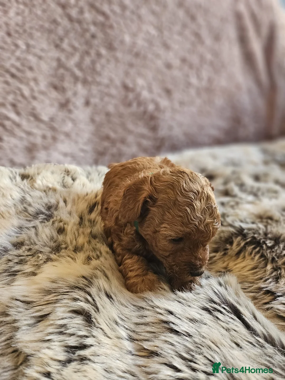 Mixed Breed dogs for sale: F1B Cockapoo Puppies – KC Toy Poodle Sired in Halifax - Advert 35