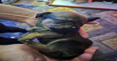 Mixed Breed dogs Beautiful F1 Daug puppies for sale  - Advert 5