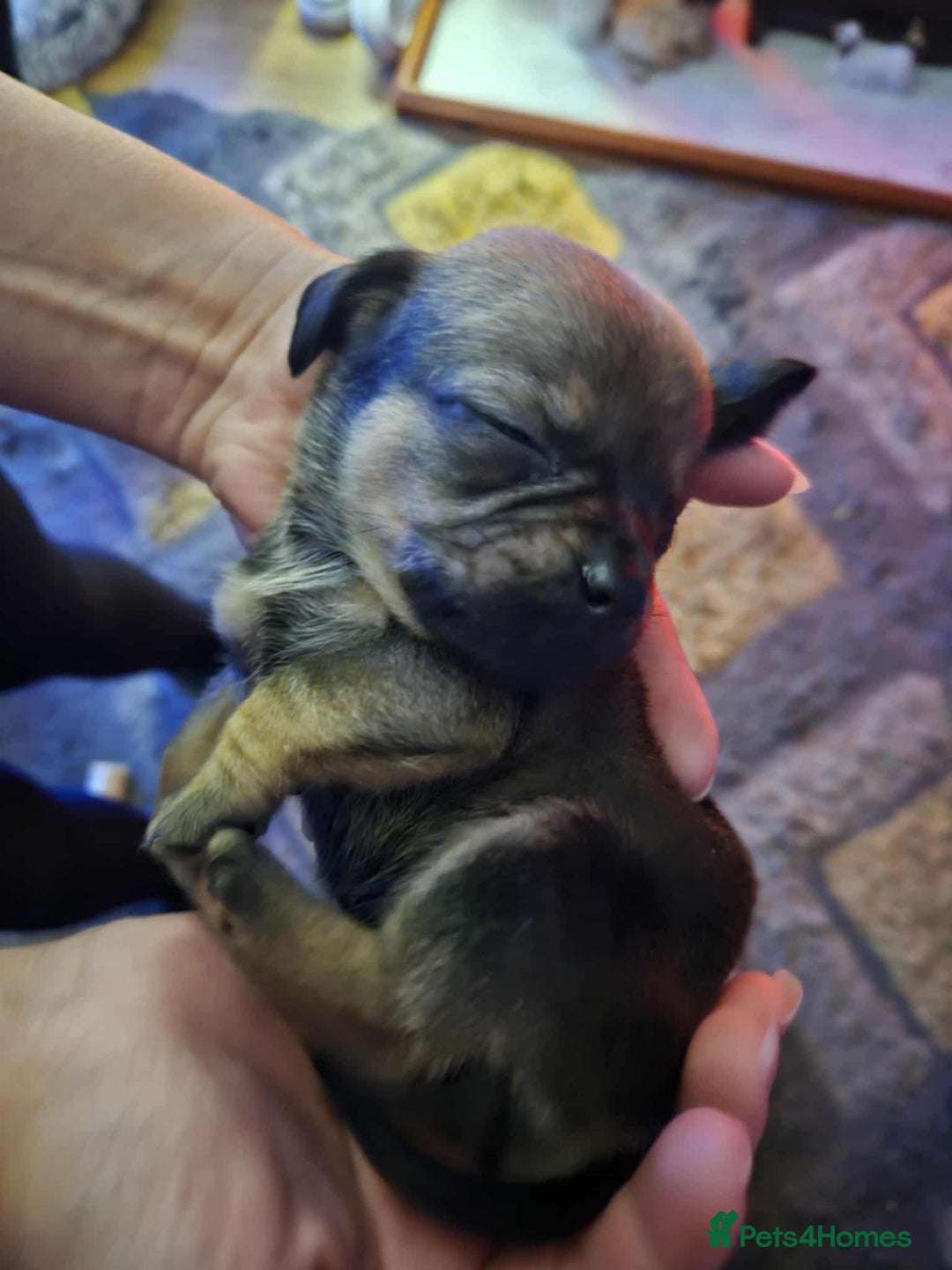 Mixed Breed dogs for sale: Beautiful F1 Daug puppies for sale  - Advert 2