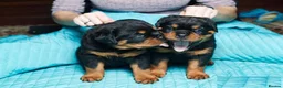 Rottweiler dogs for sale: 🌀🌀available sweet pups🌀Get yours now🌀 - Advert 6