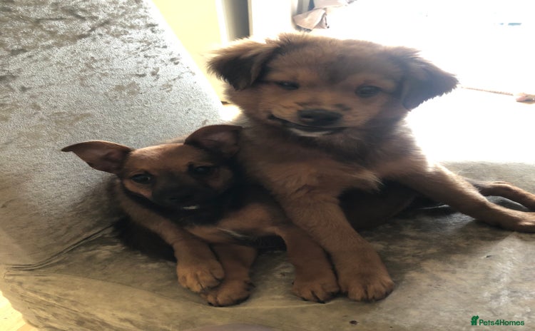 Mixed Breed dogs - Advert 14