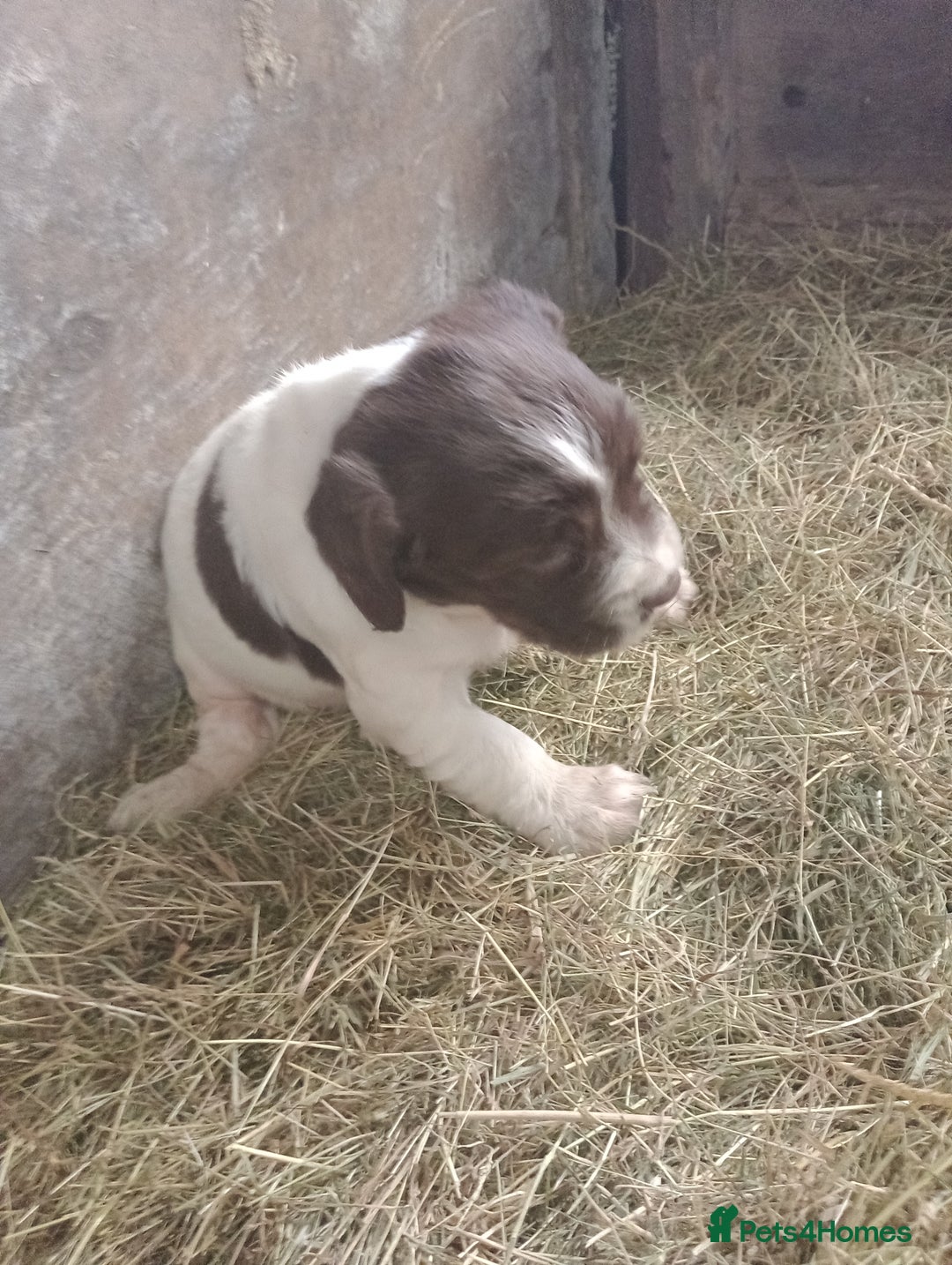English Springer Spaniel dogs for sale: Adorable English springer spaniels - Image 2