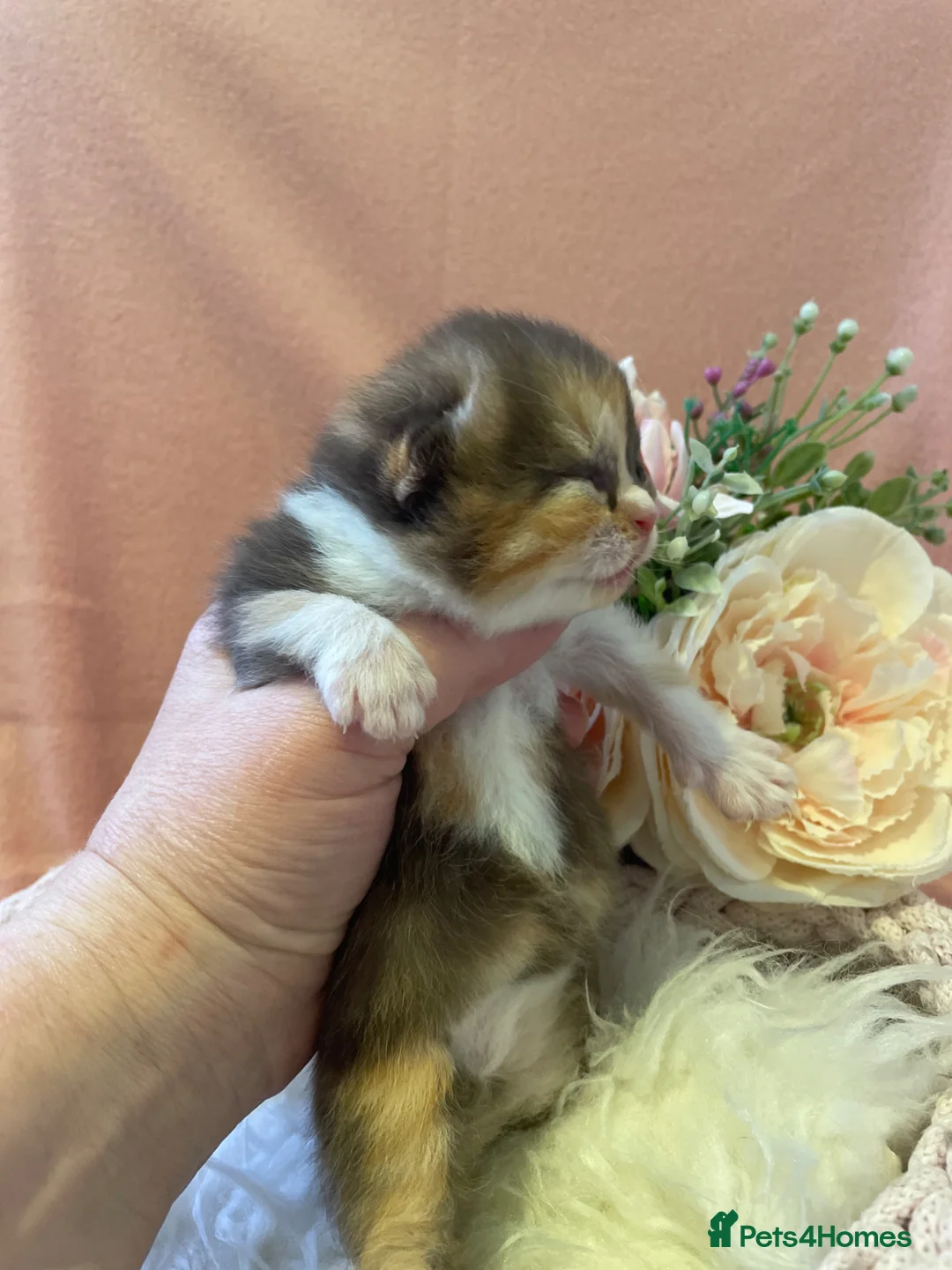 British Shorthair cats for sale: Champion Bloodline British Shorthair kittens  - Advert 2