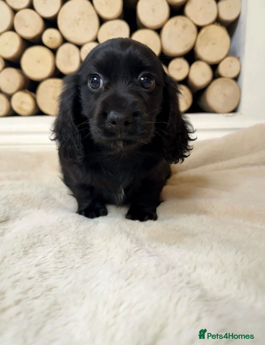 Cocker Spaniel dogs for sale: Cocker spaniel ready now  - Advert 2