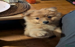 Pomeranian dogs for sale: 2 LEFT!! Purebred Cute fluffy Pomeranian Puppies! - Image 27
