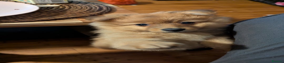 Pomeranian Puppy 3