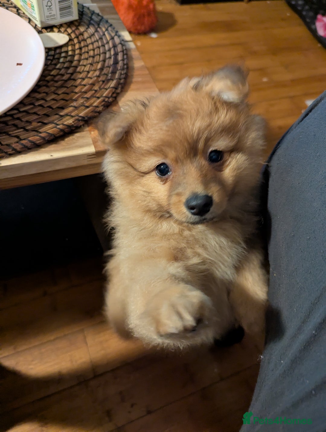 Pomeranian dogs for sale: 2 LEFT!! Purebred Cute fluffy Pomeranian Puppies! - Image 27