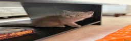 British Shorthair cats for sale: 🐾 3 adorable kittens looking for loving homes! 🐾 - Advert 9